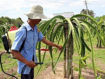 Thanh long vào chính vụ người mừng, kẻ mếu