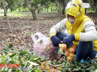 Lộc Thịnh (Lộc Ninh, Bình Phước) chôm chôm được giá nhưng mất mùa