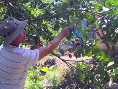 Cả trăm ha bưởi da xanh rụng hoa trắng gốc, nhà vườn lo lắng