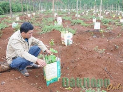 Nông dân lại ồ ạt trồng chanh dây