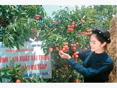 Vietnam ships litchi to many markets