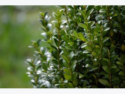 How to Grow Boxwood Shrubs