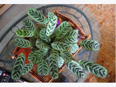 How to Grow a Prayer Plant