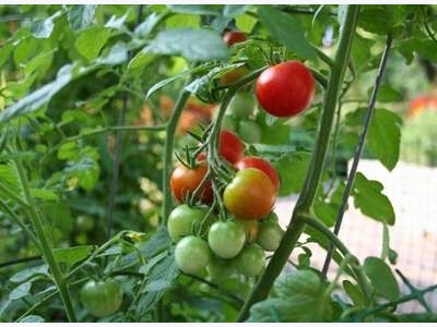 Measures Against Downy Mildew On Tomatoes