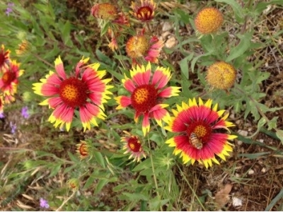 How to Grow Gaillardia (Blanket Flower)