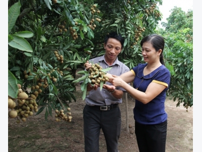 Vựa nhãn lồng tiến vua ước thu trăm tỷ vụ này