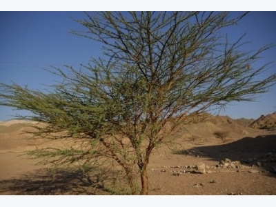 How to Grow Acacia Tree