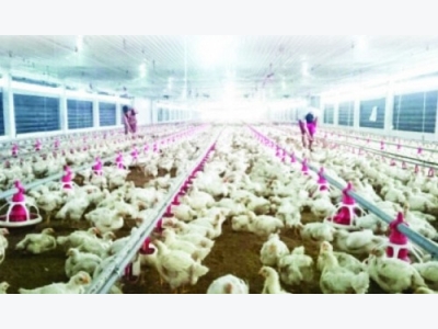 Vietnam sees growing potential for chicken export