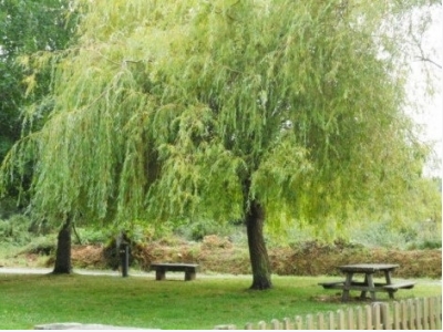 How to Grow Weeping Willow Trees