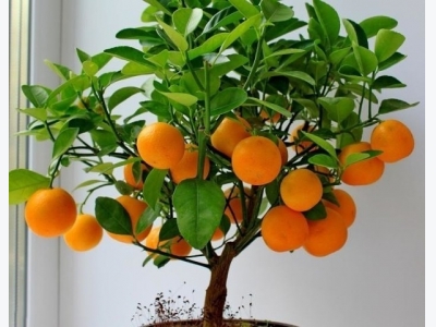 How to Grow Tangerine from Seed in Domestic Conditions?