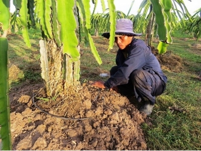 Long An develops high-tech dragon fruit area