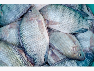 Nonprofit will develop and disseminate disease-resistant tilapia