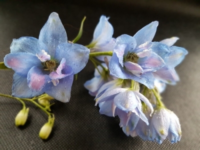 How to Grow Larkspur Flowers