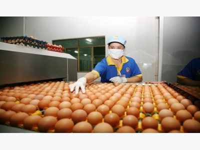 Ho Chi Minh City tracing poultry origins