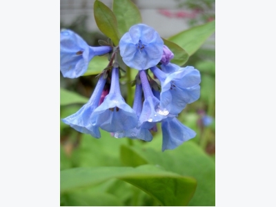 How to Grow Virginia Bluebells