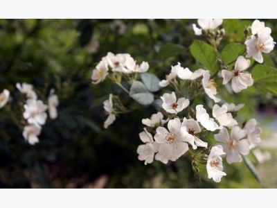 How to Get Rid of Invasive Multiflora Rose