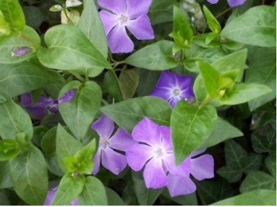 How to Grow Periwinkle (Vinca)