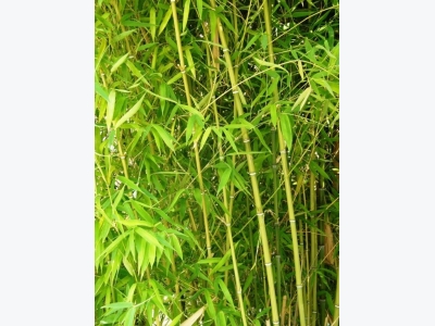 How to Get Rid of Invasive Bamboo