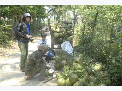 Dừa phải trở thành một trong những cây trồng chủ lực