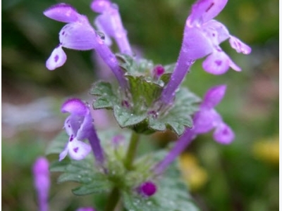 How to Grow Lamium