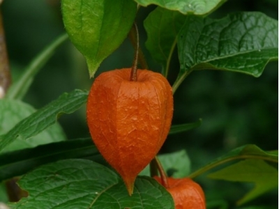 How To Grow Chinese Lantern Flower (Physalis alkekengi)