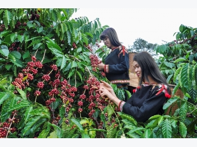 Asia Coffee-Vietnam, Indonesia discounts widen but in slow trade