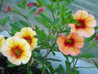 How to Grow Calibrachoa