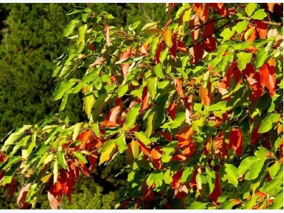 How to Grow a Sassafras Tree