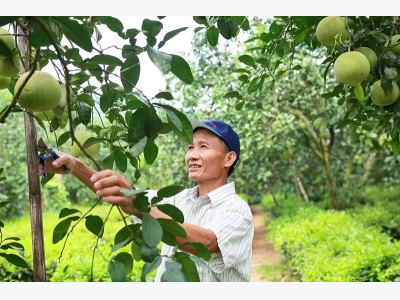 Những yếu tố tạo nên chất lượng hảo hạng của Bưởi Đoan Hùng