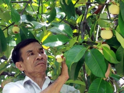 For southern farmers, mangosteen no longer pays