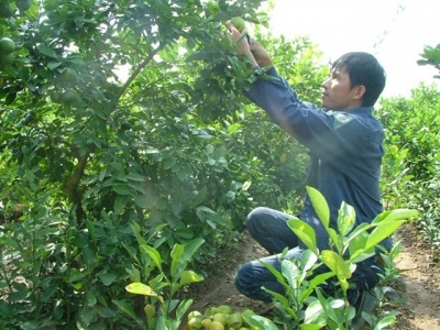 Lime is the prize for innovative VN farmer