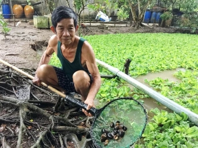 Nuôi ốc bươu đen trong ao, tạo thêm thu nhập