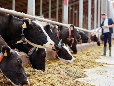 Improving dairy cow performance with fiber-degrading enzymes