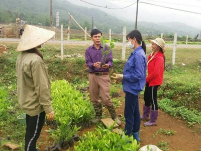 Planting acacia seedlings for forest economic development