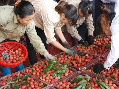 Farmers of lychees earn VND 3,411 billion this crop
