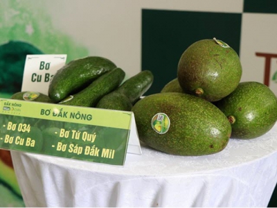 Activities to promote Dak Nongs specialty avocados