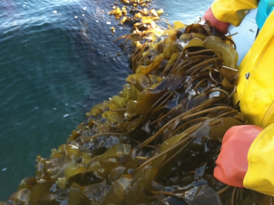 Lean and green, whats not to love about seaweed? (Part 1)