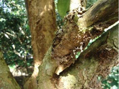 Phòng trừ sâu bệnh hại trên cây bòn bon