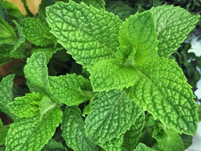 How to Grow and Use Mint