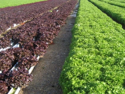 The origins of hydroponic farming