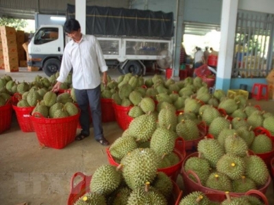 Durian shortage torments Bến Tre