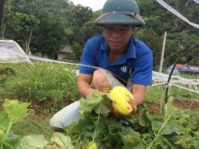 Xam Khoe commune opens a new way from super sweet honeydew melons