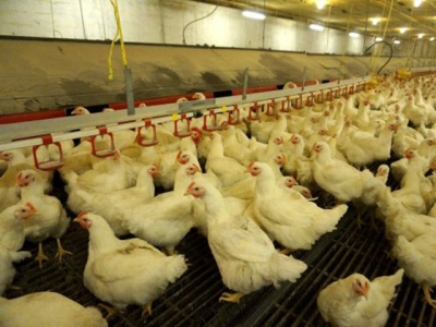 Designing poultry nutrition programs to optimize profitability