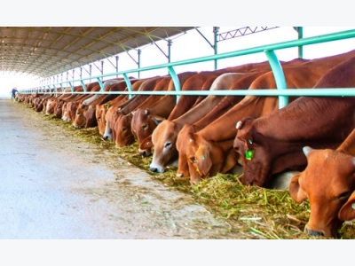 Imports driving Vietnam cattle farmers out of business