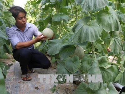 Tiền Giang nhân rộng mô hình trồng dưa lưới trong nhà màng