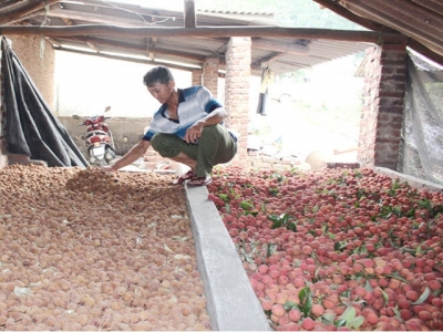 Increasing processed lychee volume, reducing consumption pressure