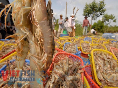 Shrimp price drop worries farmers in Mekong Delta