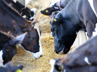 Dairy cows on canola meal diets may outperform those on soybean meal