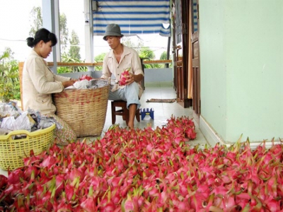 Hiểu đúng về dư lượng thuốc bảo vệ thực vật trong nông sản