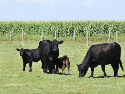 Cattle preconditioning programs add to bottom line